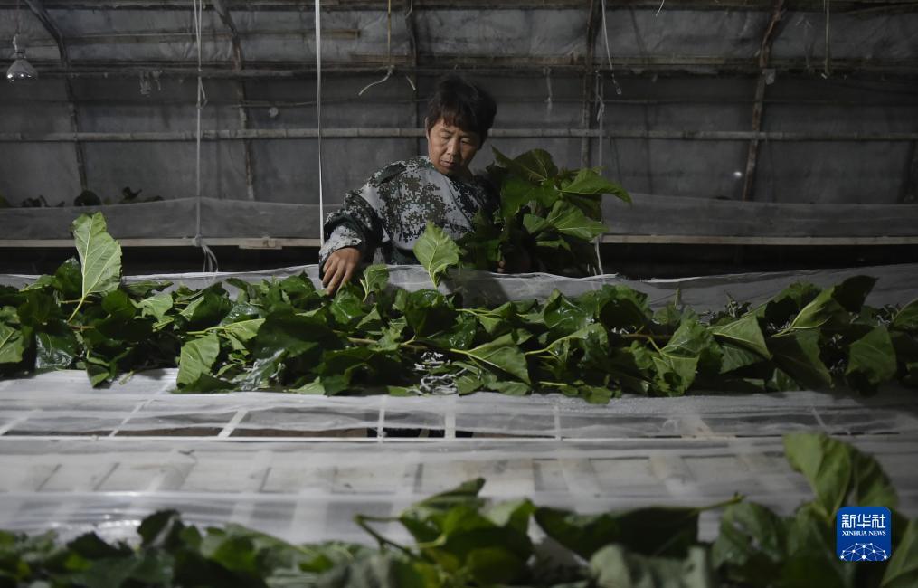 大白菜送彩金